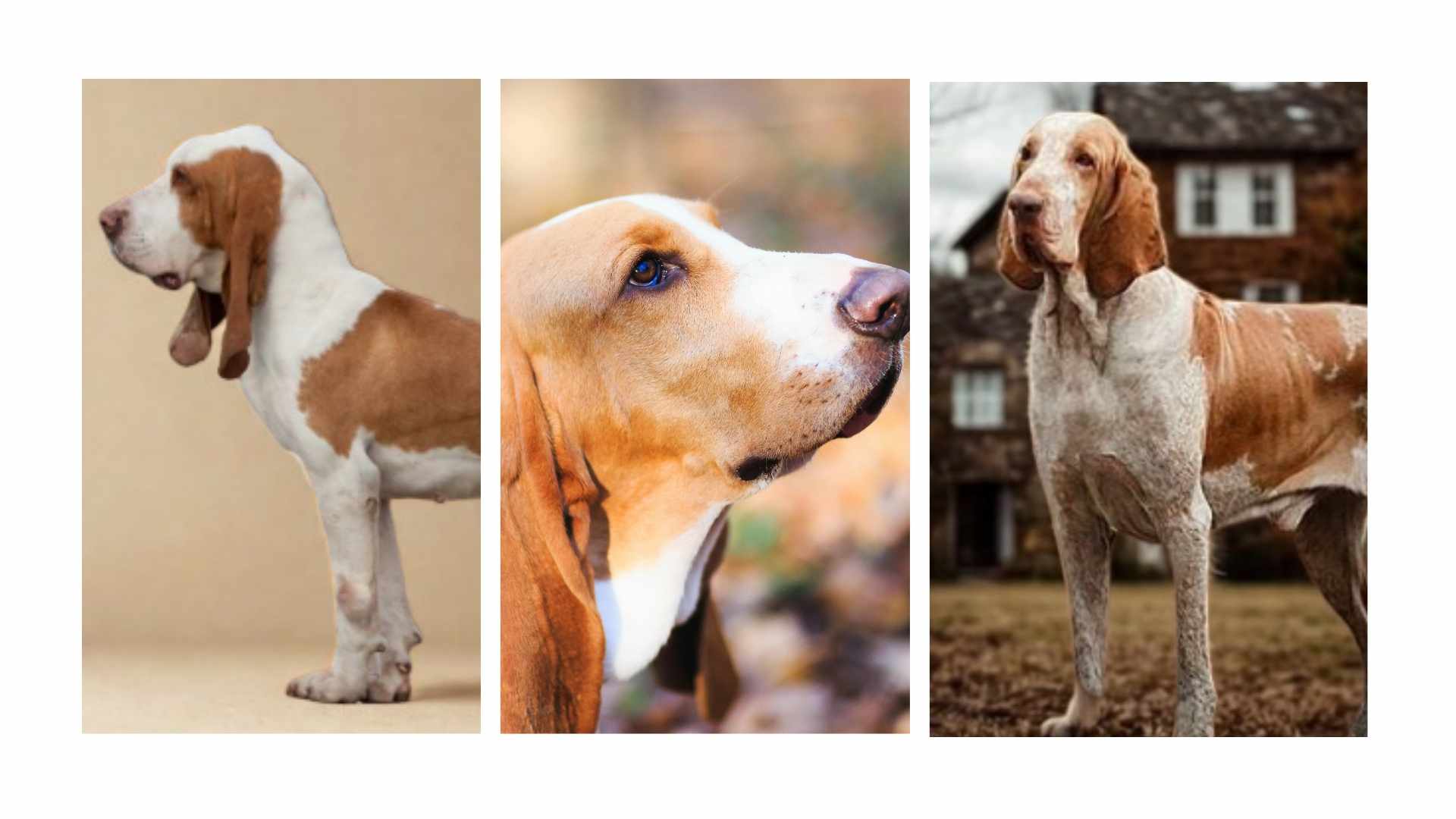 Sabueso español